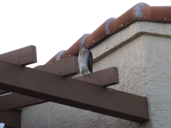 Fledgling on the Rooftop